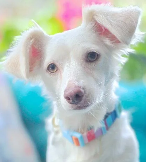 An adult small-sized female Dachshund dog named Olly for adoption in Anaheim Hills, CA