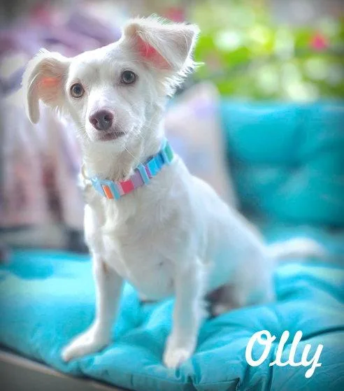 Olly thumbnail 2