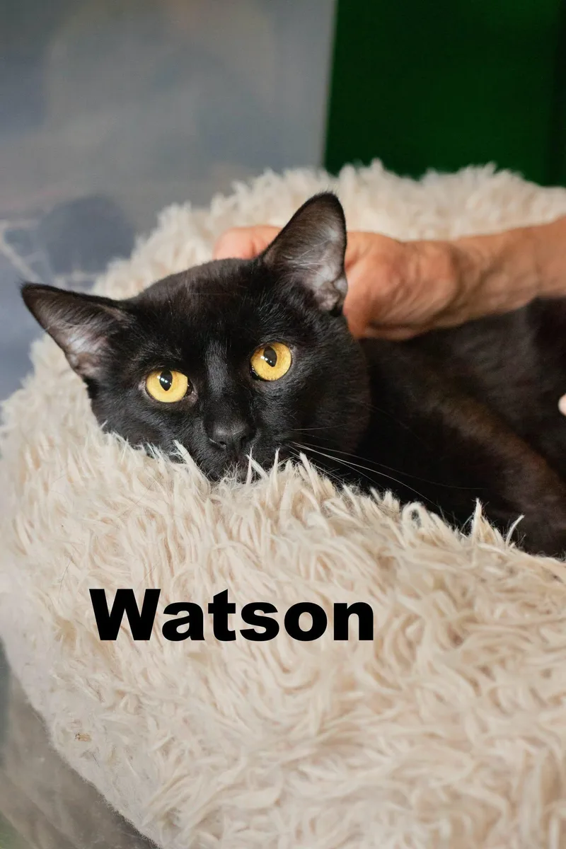 An adult medium-sized male Domestic Short Hair cat named Watson for adoption in Macomb, IL