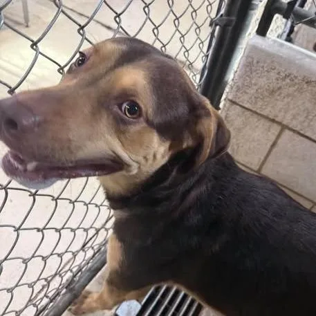 An adult medium-sized male Brown / Chocolate Mixed Breed dog named Falcon  Stray Hold for adoption in Huntington, WV