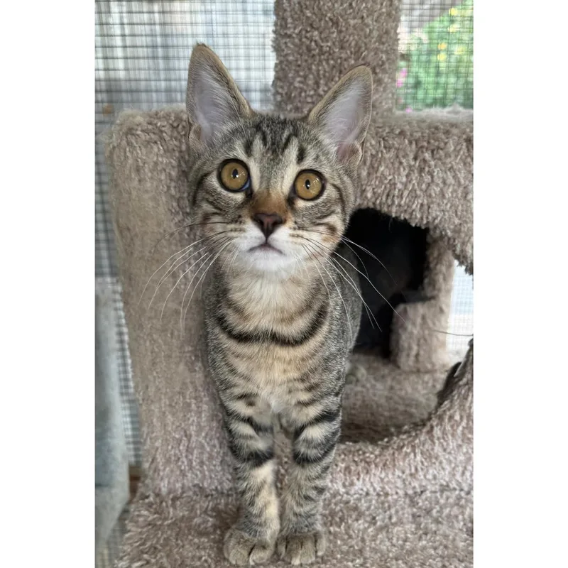 A baby medium-sized male Tabby (Brown / Chocolate) Tabby cat named Nugget for adoption in Morgan Hill, CA