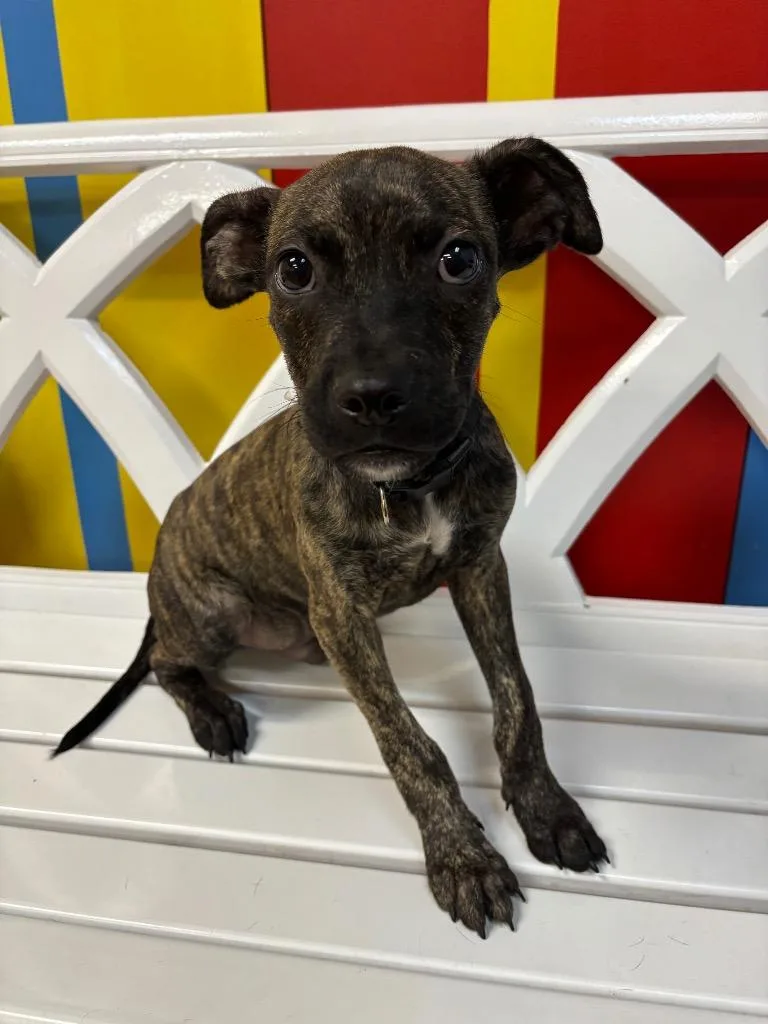 A baby small-sized male Mixed Breed dog named Gumbo for adoption in Ocala, FL