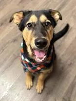 A baby large-sized male Black German Shepherd Dog dog named Danny for adoption in Steamboat Springs, CO
