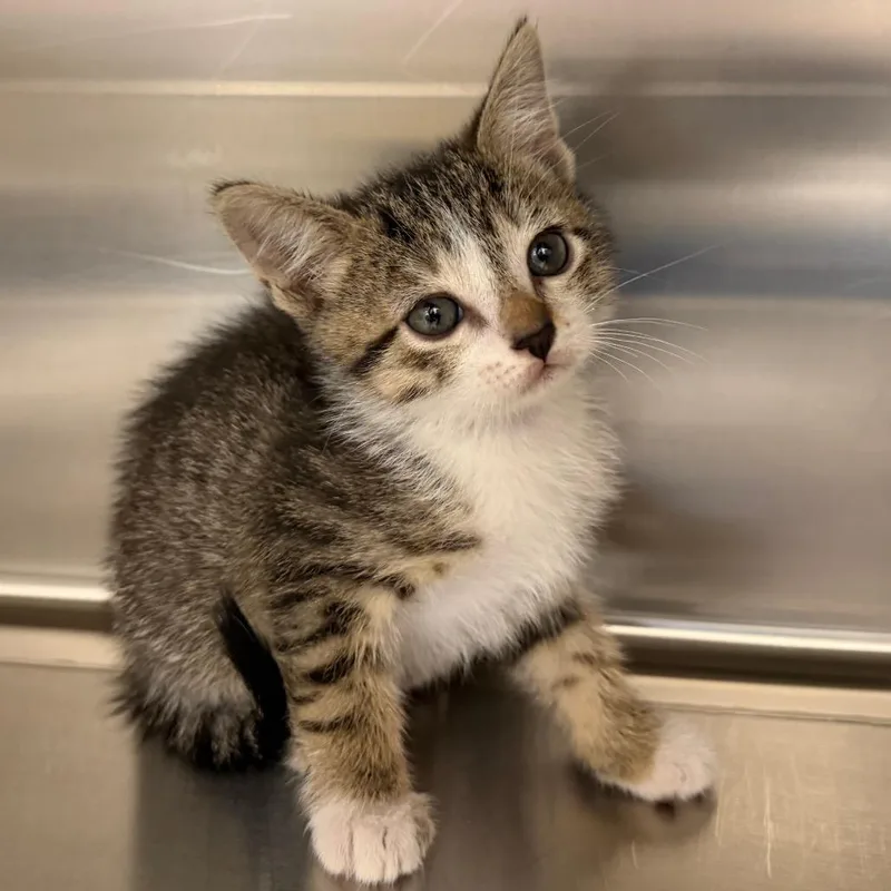 A baby small-sized male Black Domestic Short Hair cat named Zion for adoption in Marshall, TX