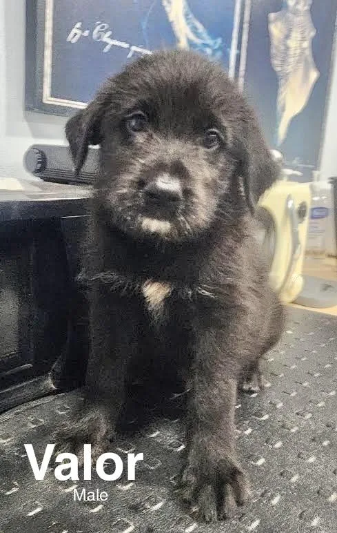 A baby medium-sized male Shepherd dog named Valor for adoption in Manchester, CT