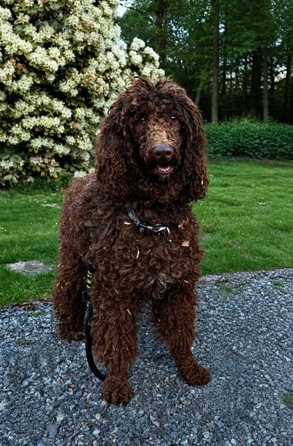 Coco