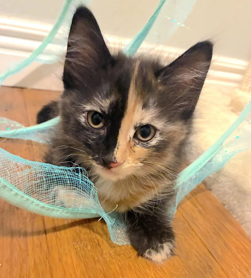 A baby medium-sized female Domestic Long Hair cat named Mirage for adoption in Fremont, CA