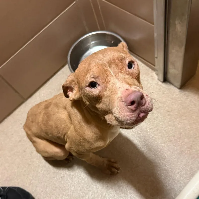 A young medium-sized female Yellow / Tan / Blond / Fawn Mixed Breed dog named Mrs. Spike for adoption in Waukesha, WI