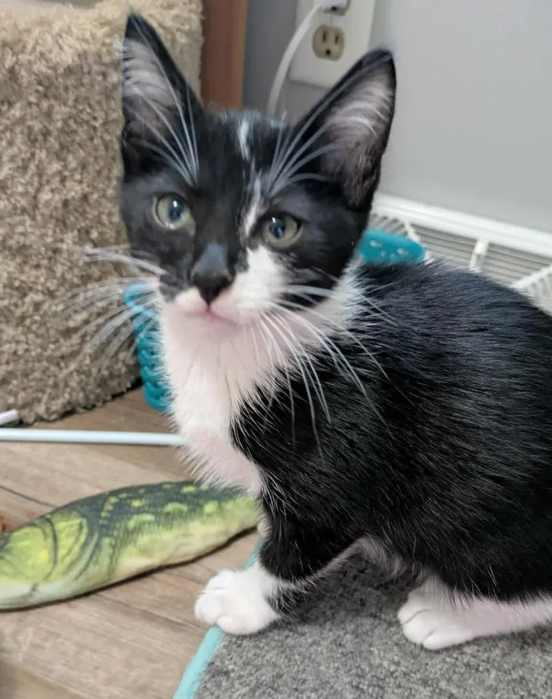 A baby small-sized male Domestic Short Hair cat named Swisher for adoption in Urbandale, IA