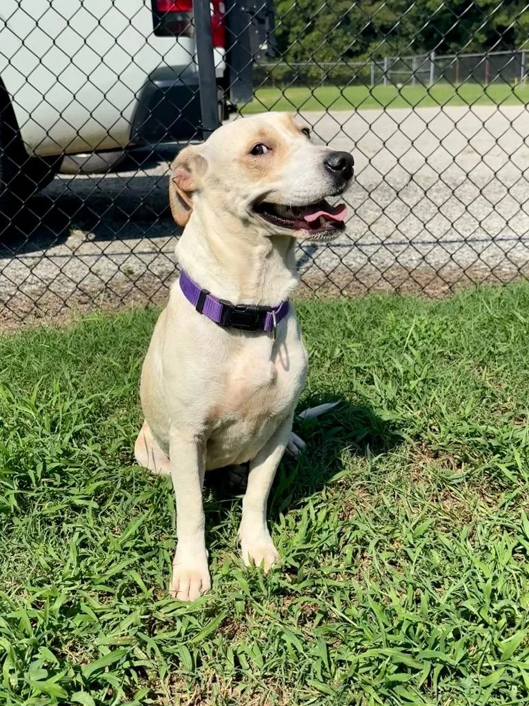 An adult medium-sized female Dachshund dog named Prissy for adoption in Effingham, SC