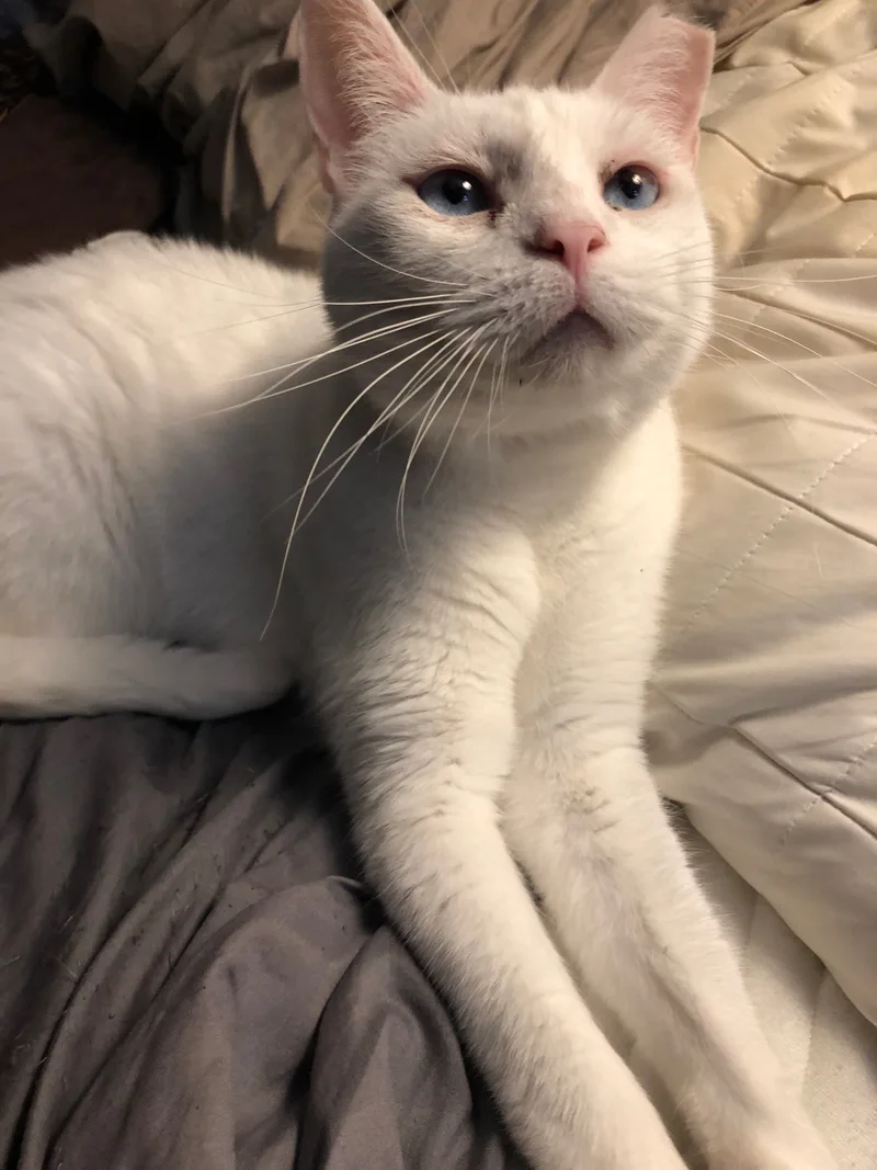 A senior medium-sized female White Domestic Short Hair cat named Olivia for adoption in Houston, TX