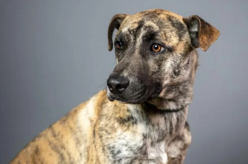 An adult large-sized male Brindle Mixed Breed dog named Drogo for adoption in Terre Haute, IN