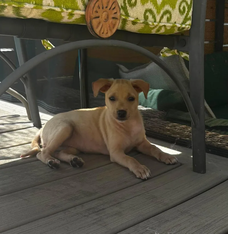 Shiloh