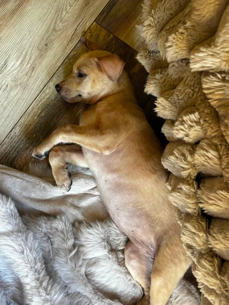 Shiloh thumbnail 2