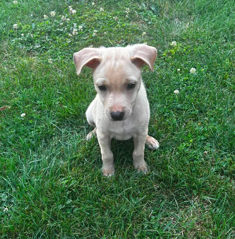 Shiloh thumbnail 6