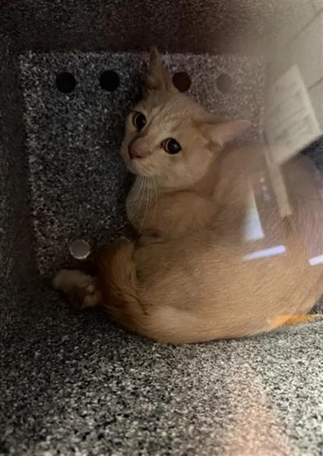 A young small-sized male Domestic Short Hair cat named Oliver for adoption in Dallas, TX