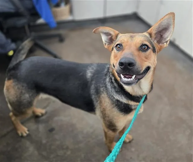 A young large-sized female Mixed Breed dog named Iris for adoption in Dallas, TX