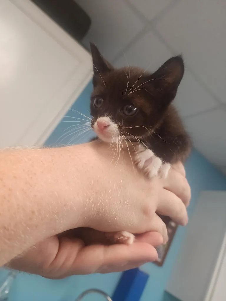 A baby large-sized male Domestic Short Hair cat named Delta for adoption in Maumelle, AR