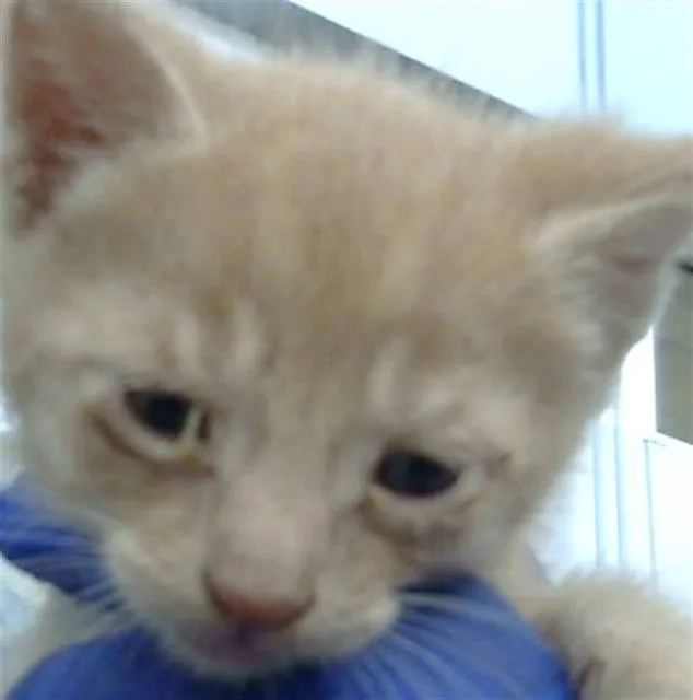 A baby medium-sized male Domestic Medium Hair cat named Cinco for adoption in Dallas, TX