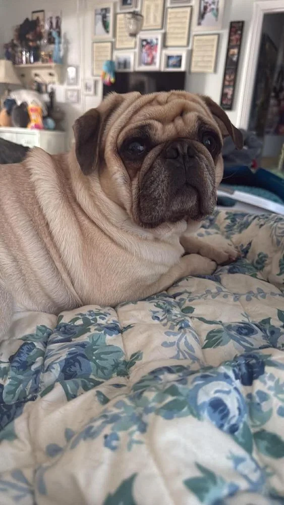 An adult medium-sized male Yellow / Tan / Blond / Fawn Pug dog named Snoopy for adoption in Eagle, ID