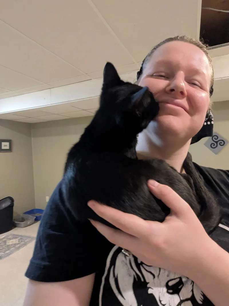 A baby medium-sized male Black Domestic Short Hair cat named Doodad for adoption in Mineral Point, WI