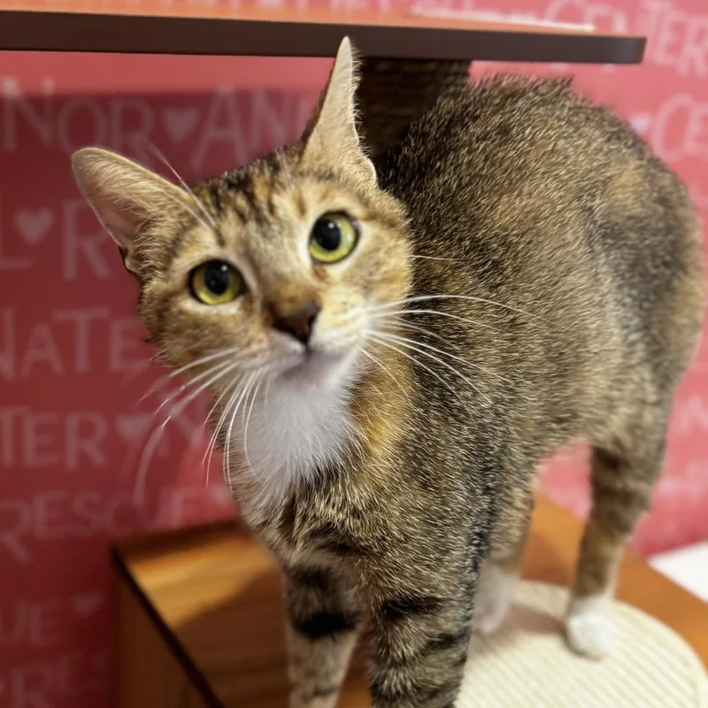 An adult medium-sized female Brown / Chocolate Domestic Short Hair cat named Persephone for adoption in Bradenton, FL