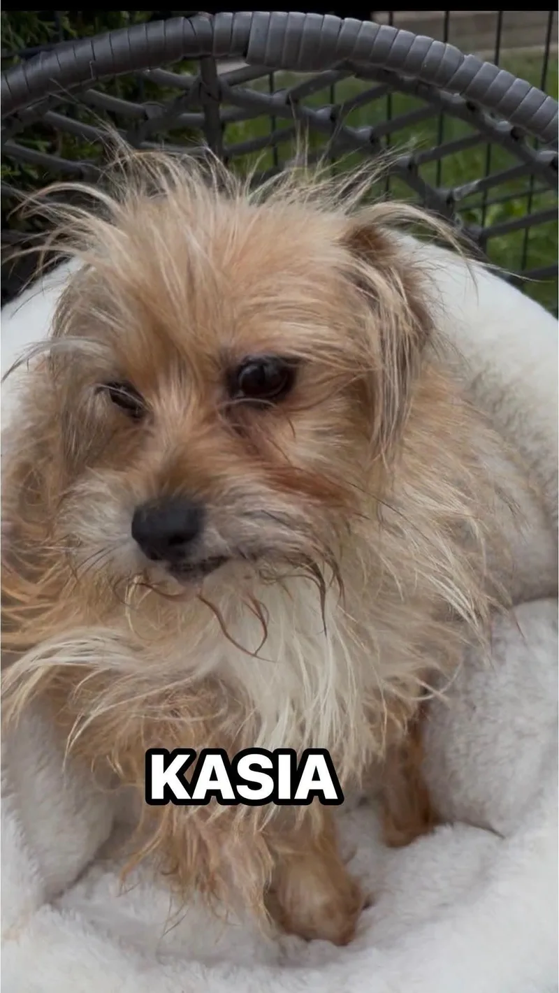 Kasia