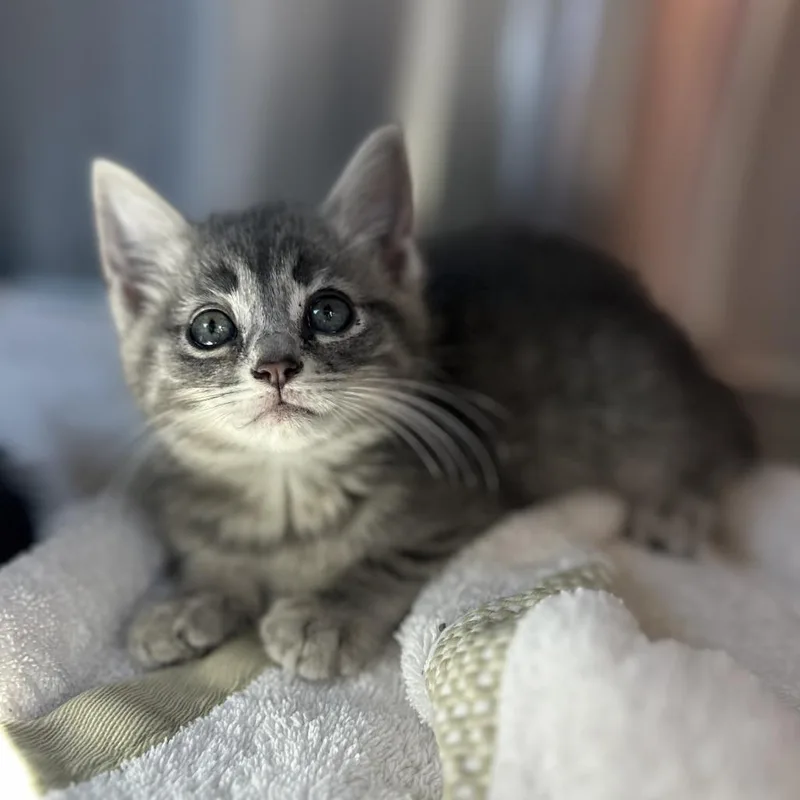 A baby small-sized female Gray / Blue / Silver Domestic Short Hair cat named Lucy Dacus for adoption in Washington Township, OH
