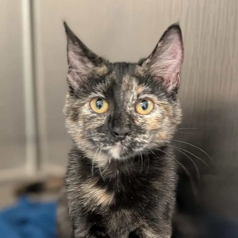 A baby medium-sized female Domestic Short Hair cat named Knock Knock for adoption in Shoreline, WA
