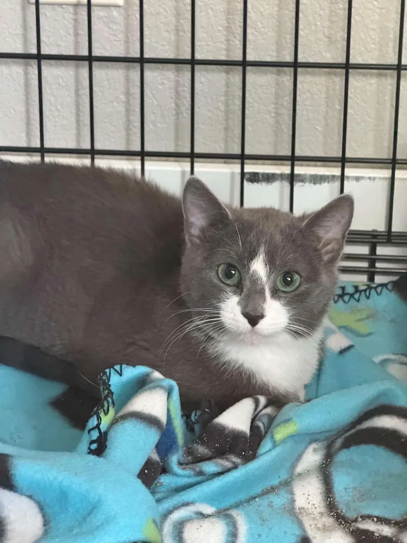 A baby medium-sized male Gray & White Domestic Short Hair cat named Pip for adoption in Dysart, IA