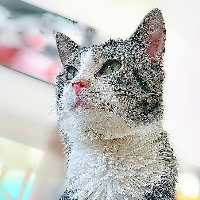 A young large-sized male Gray / Blue / Silver American Shorthair cat named Malcolm for adoption in Chapel Hill, NC