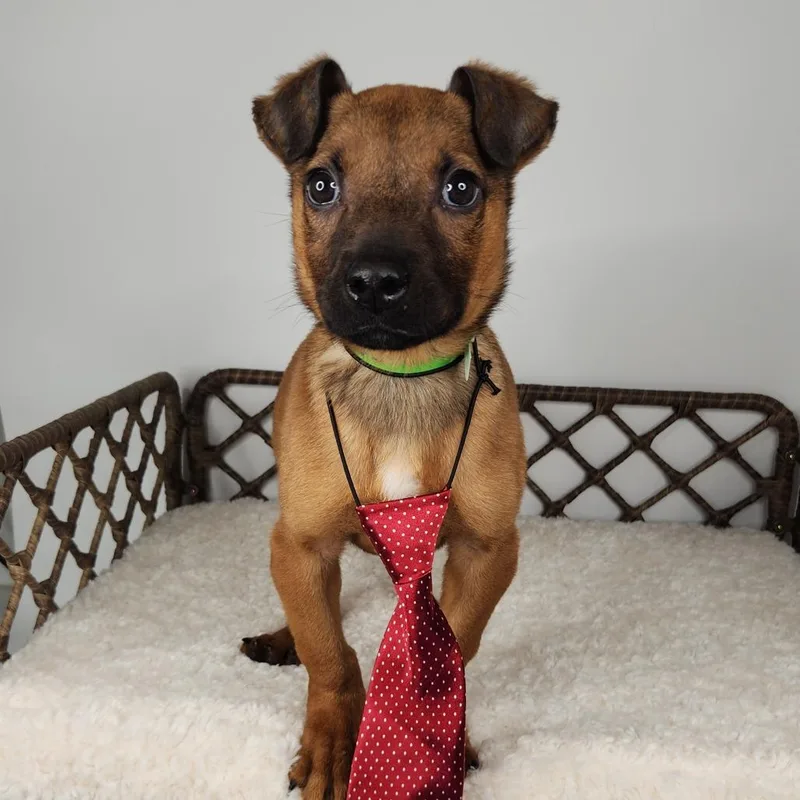 A baby small-sized male Brown / Chocolate Pit Bull Terrier dog named Shoulders for adoption in Fort Wayne, IN