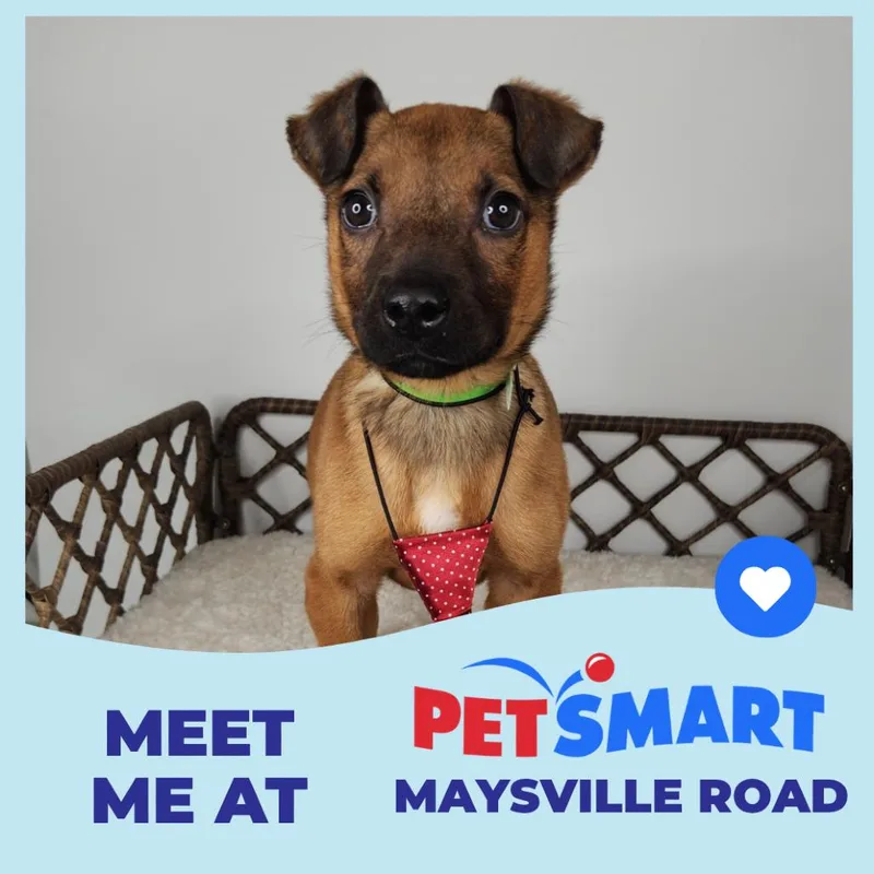 Shoulders thumbnail 2