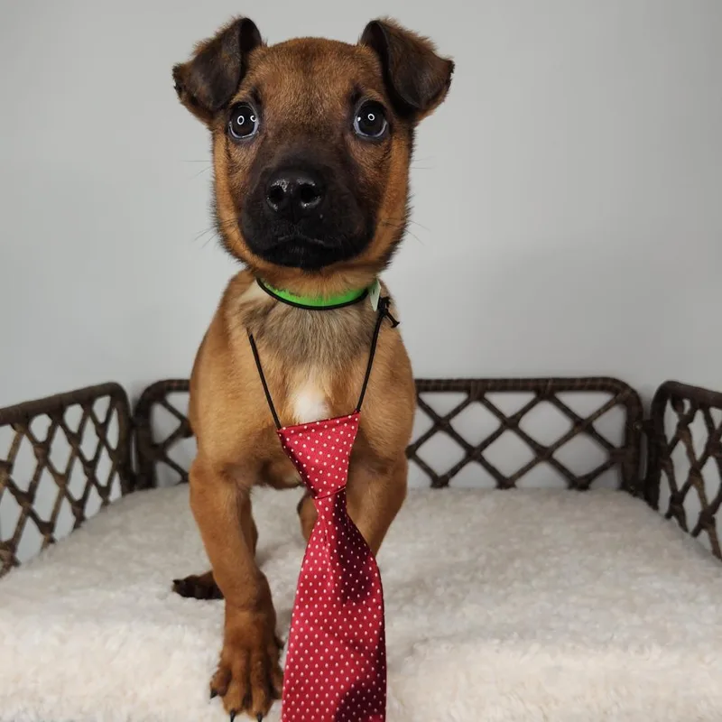 Shoulders thumbnail 3