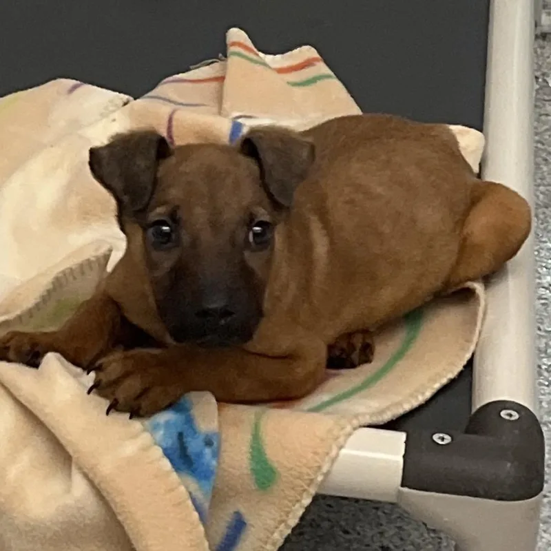 Shoulders thumbnail 4