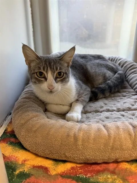 A young medium-sized female Domestic Short Hair cat named Junie for adoption in Sarasota, FL