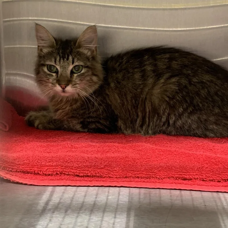 Gretta