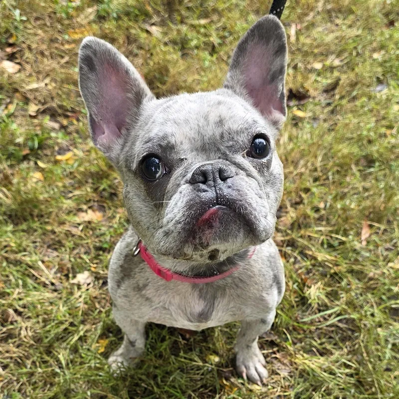 An adult small-sized female Mixed Breed dog named Capri for adoption in Greensboro, NC