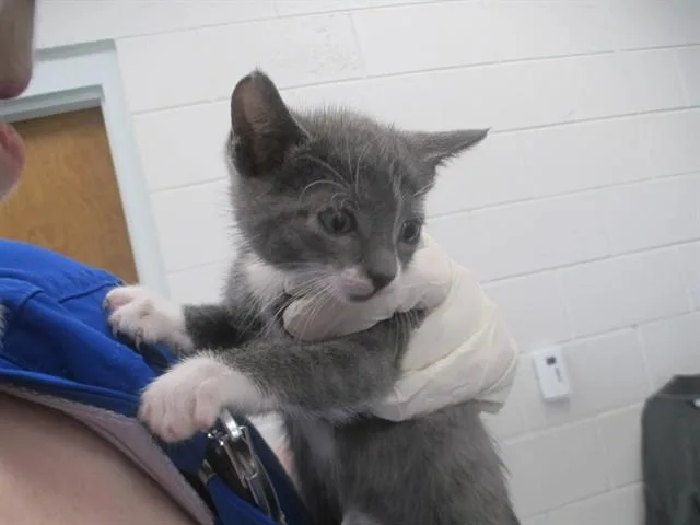 A baby small-sized male Domestic Short Hair cat named Boots for adoption in Ocala, FL