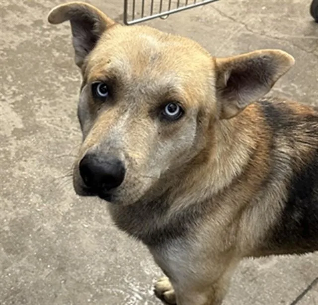 A young large-sized male German Shepherd Dog dog named Artichoke for adoption in Tucson, AZ