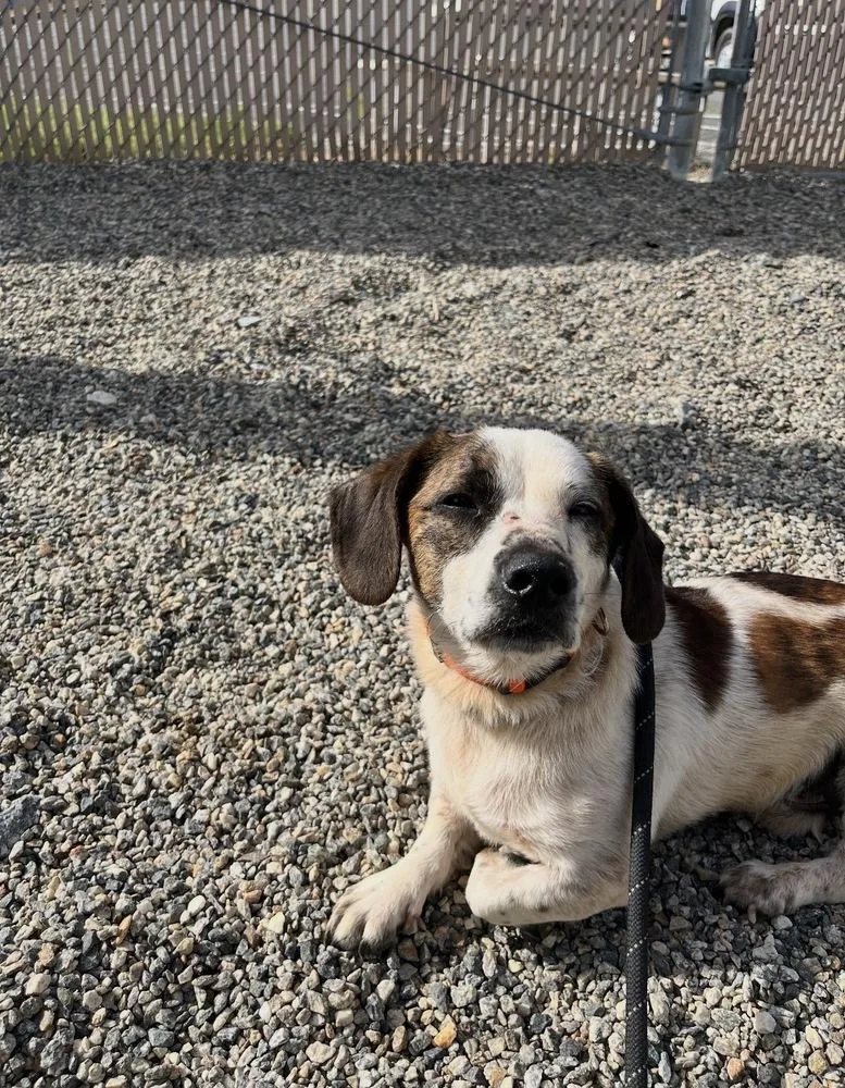An adult medium-sized male Beagle dog named Spot for adoption in Mooresville, NC