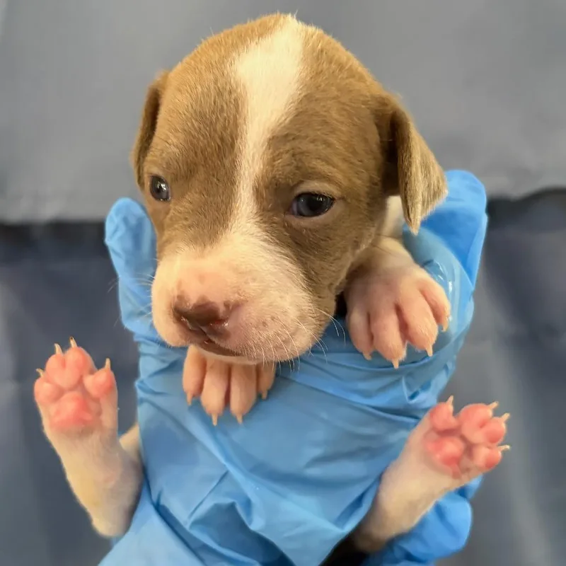 A baby small-sized female Mixed Breed dog named Gabriella for adoption in Greenville, SC