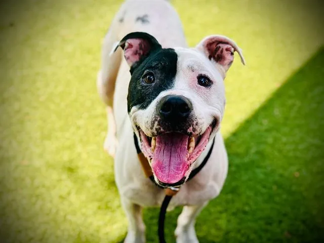 An adult large-sized male Pit Bull Terrier dog named Apollo for adoption in Orlando, FL