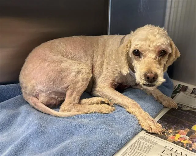 An adult medium-sized female Poodle dog named Sandy for adoption in Lancaster, CA