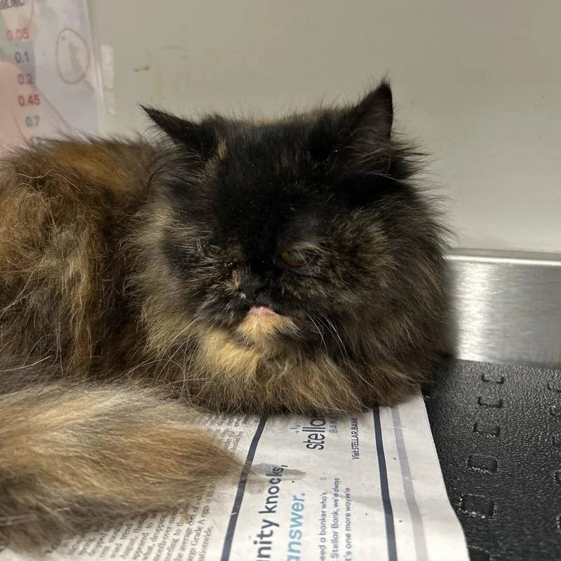 An adult medium-sized female Torbie Persian cat named Cape Verde for adoption in League City, TX