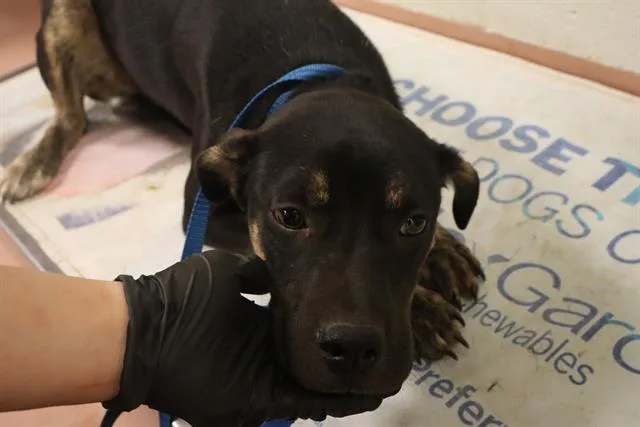 A young small-sized female Mixed Breed dog named Splash for adoption in Columbia, SC