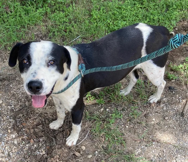 An adult medium-sized male Pit Bull Terrier dog named Meatball for adoption in Lockhart, TX