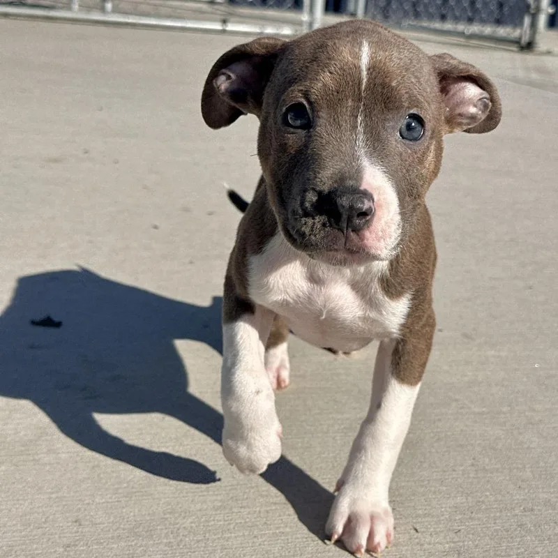 A baby small-sized female Brown / Chocolate Pit Bull Terrier dog named Rabbit for adoption in Matteson, IL