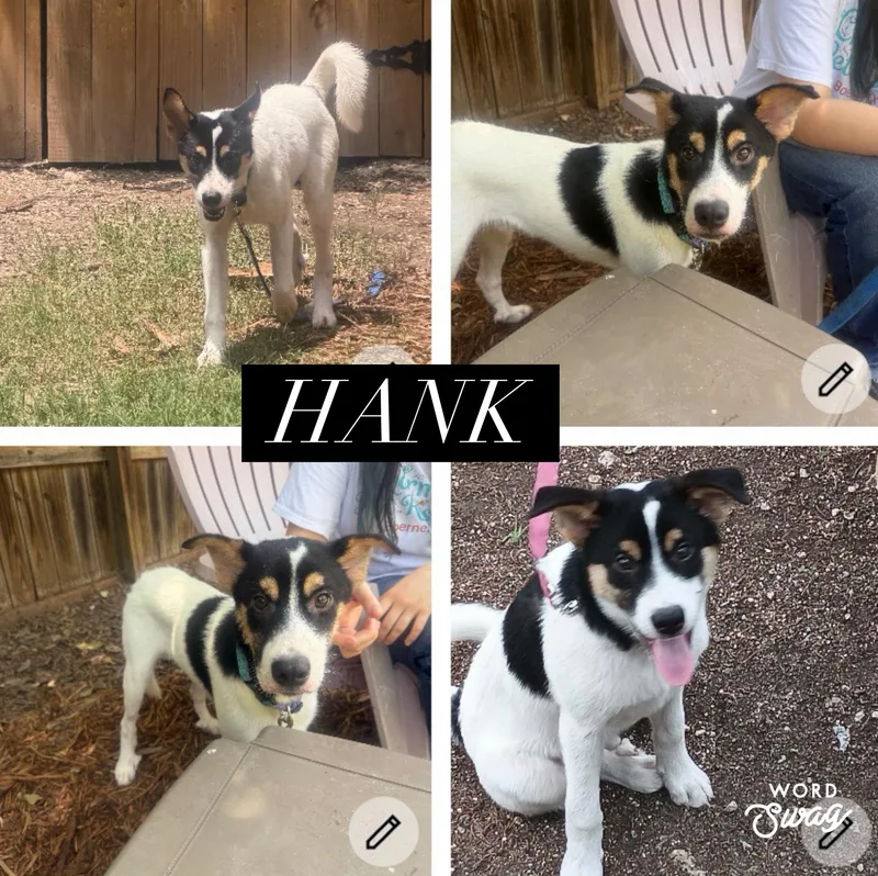 Hank year old