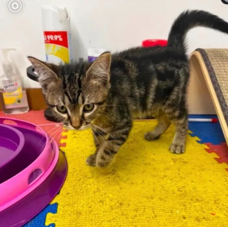 A baby small-sized male Domestic Short Hair cat named Simba for adoption in Ada, OK